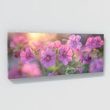 Geranium Dreamscape 15