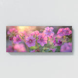 Geranium Dreamscape 15