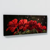 Geranium Melancholy Bloom 17