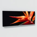 Heliconia Drama 18