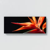 Heliconia Drama 18