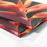 Heliconia Drama 18
