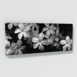 Jasmine Eternal Elegance 19