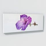 Petunia Ephemeral Elegance 11