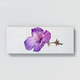 Petunia Ephemeral Elegance 11