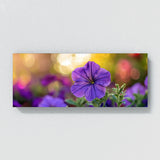 Petunia Isolated Beauty 33
