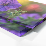 Petunia Isolated Beauty 33