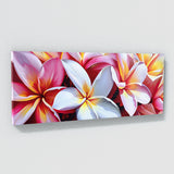 Plumeria Bold Contrast 31