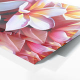 Plumeria Bold Contrast 31