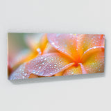 Plumeria Dewkissed 24