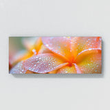 Plumeria Dewkissed 24