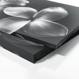 Plumeria Shadowed Elegance 26