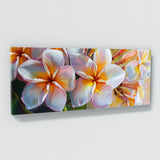Plumeria Tropical Bloom 7