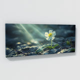Primrose Radiance 71