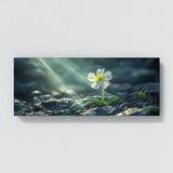 Primrose Radiance 71