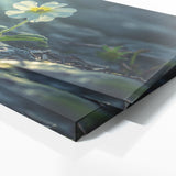 Primrose Radiance 71