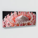 Protea Blossom Detail 27