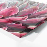 Protea Blossom Radiance 4