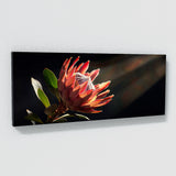 Protea Drama 22