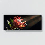Protea Drama 22