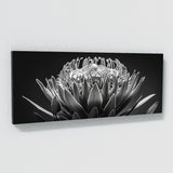 Protea Noir Elegance 26