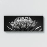 Protea Noir Elegance 26