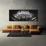 Protea Noir Elegance 26