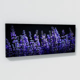 Salvia Shadowed Blossoms 17