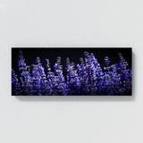 Salvia Shadowed Blossoms 17