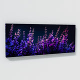 Salvia Spotlight Symphony 20