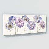 Scabiosa Delicate Blooms 14