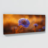 Scabiosa Golden Bloom Essence 26
