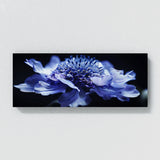 Scabiosa Noir Closeup 24
