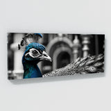 Peacock Timeless Texture Majesty 113