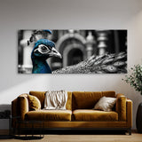 Peacock Timeless Texture Majesty 113