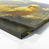 Canary Graceful Golden Vista 9
