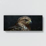 Hawk Piercing Gaze 37