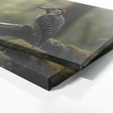 Woodpecker Forests Whispering 65