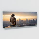 Falcon Urban Dawn 169