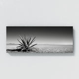 Aloe Vera Aloe Desert Silhouette 15