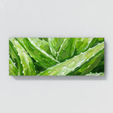 Aloe Vera Aloe Intricacies 12