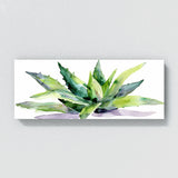 Aloe Vera Aloe Simplicity 11