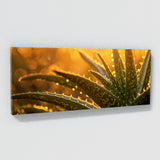 Aloe Vera Golden Aloe Glow 14