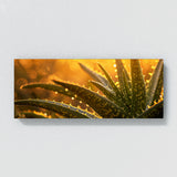 Aloe Vera Golden Aloe Glow 14