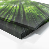 Bamboo Horizon 16