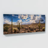Cactus Desert Splendor Vista 45