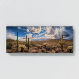 Cactus Desert Splendor Vista 45