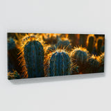 Cactus Desert Sun Glow 46