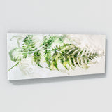 Fern Plant Elegant Fern Study 12