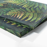 Fern Plant Fern Whispers 3
